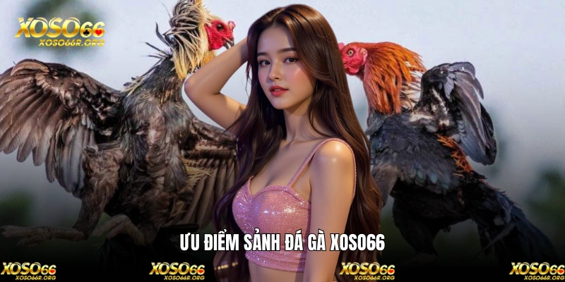 Đá gà XOSO66 - Sảnh soi kèo chiến kê hấp dẫn nhất châu Á 2 Những ưu điểm vượt trội chỉ có tại sân cược chọi kê online